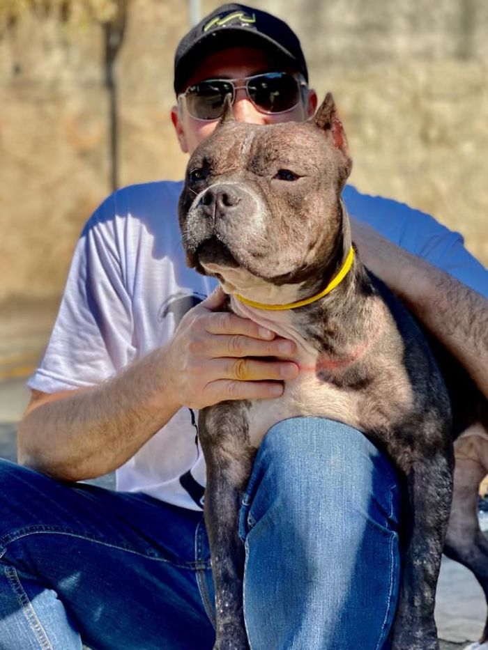 This Abandoned Pit Bull Was Certain To Die Alone, But Then This Good-Willed Man Found Her (20 Pics)