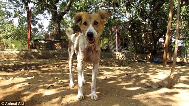 Asha couldn't look more different now, though, bounding around the charity's sanctuary