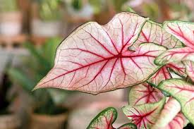 Caladium: Brighten Your Shade Garden with this Showstopper