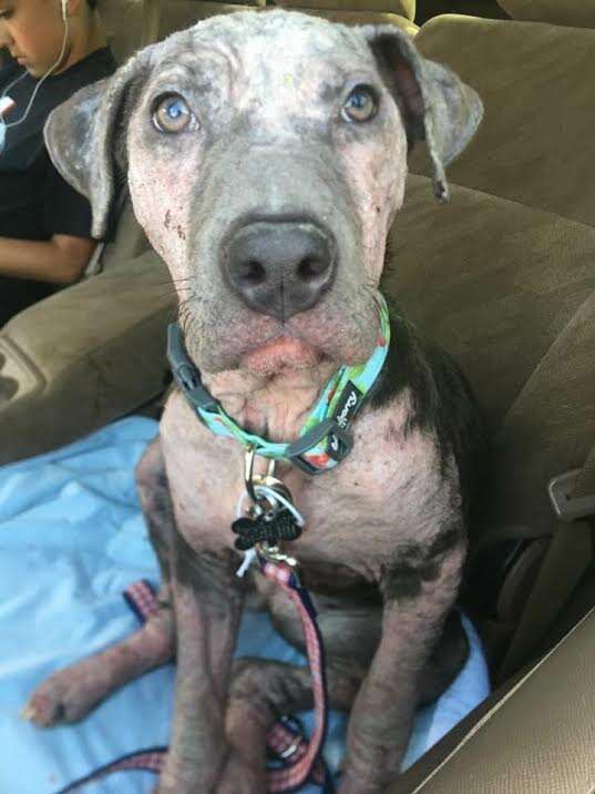 Rescued dog in car