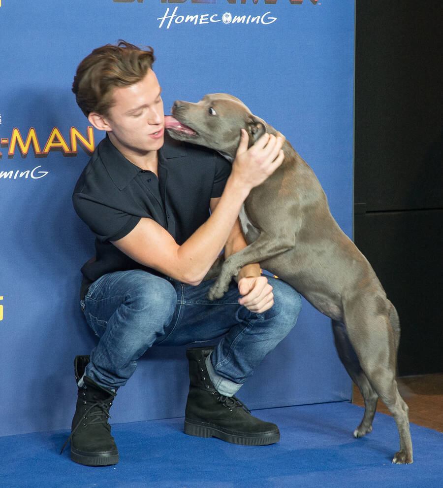 The Cast of 'Spider-Man' And Their Dogs - Woof Republic